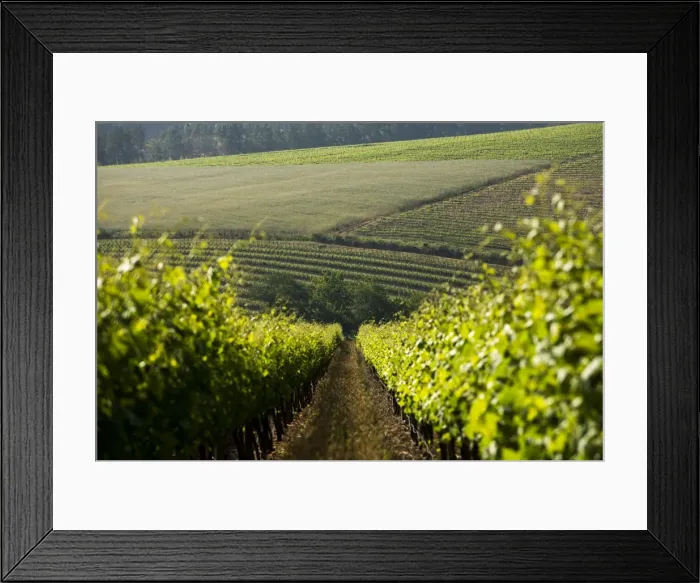 Framed Print : Vineyards near Stellenbosch in the Western Cape, South Africa, Africa Framed Print : Vineyards near Stellenbosch in the Western Cape, South Africa, Africa