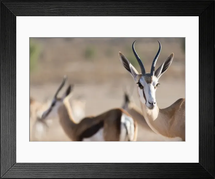 Framed Print : Springboks in the Kgalagadi Transfrontier Park, South Africa, Africa Framed Print : Springboks in the Kgalagadi Transfrontier Park, South Africa, Africa