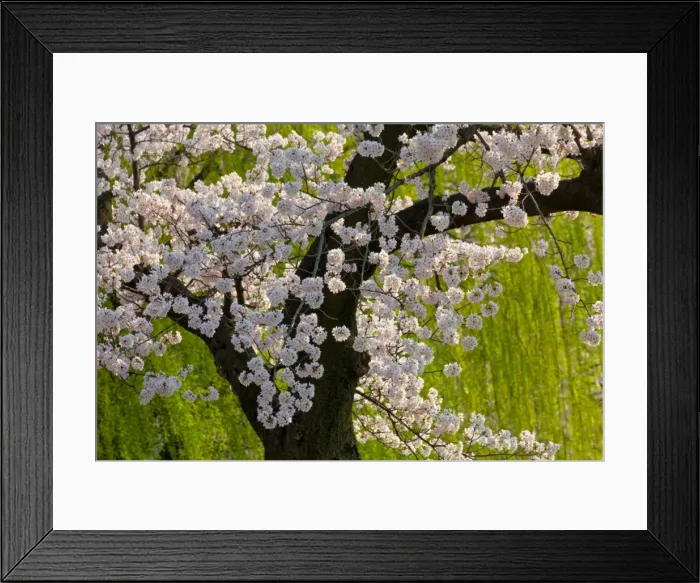 Framed Print : Beautiful cherry blossom and willow in Ueno Park, Tokyo, Japan, Asia Framed Print : Beautiful cherry blossom and willow in Ueno Park, Tokyo, Japan, Asia