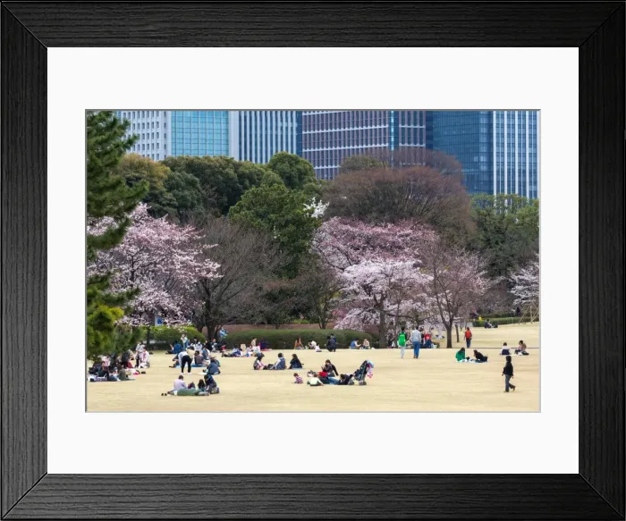 Framed Print : People relaxing and picnicking amongst the beautiful cherry blossom in Tokyo Imperial Framed Print : People relaxing and picnicking amongst the beautiful cherry blossom in Tokyo Imperial