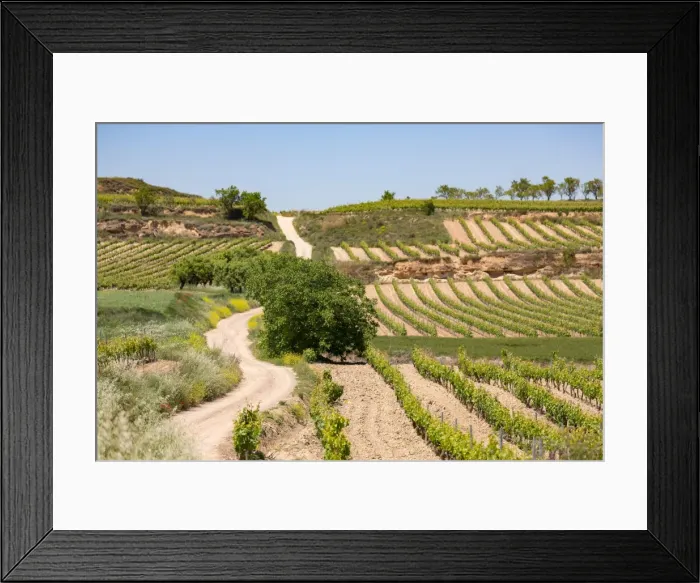 Framed Print : Vineyards in the Rioja region, Spain, Europe Framed Print : Vineyards in the Rioja region, Spain, Europe