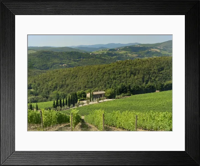 Framed Print : Vineyard and olive grove, Pian D Albola, Radda in Chianti, Siena Province, Tuscany Framed Print : Vineyard and olive grove, Pian D Albola, Radda in Chianti, Siena Province, Tuscany
