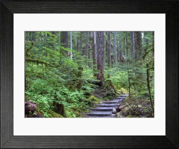 Framed Print : Trail to Sol Duc Falls, Rain Forest, Olympic National Park, UNESCO World Heritage Site Framed Print : Trail to Sol Duc Falls, Rain Forest, Olympic National Park, UNESCO World Heritage Site