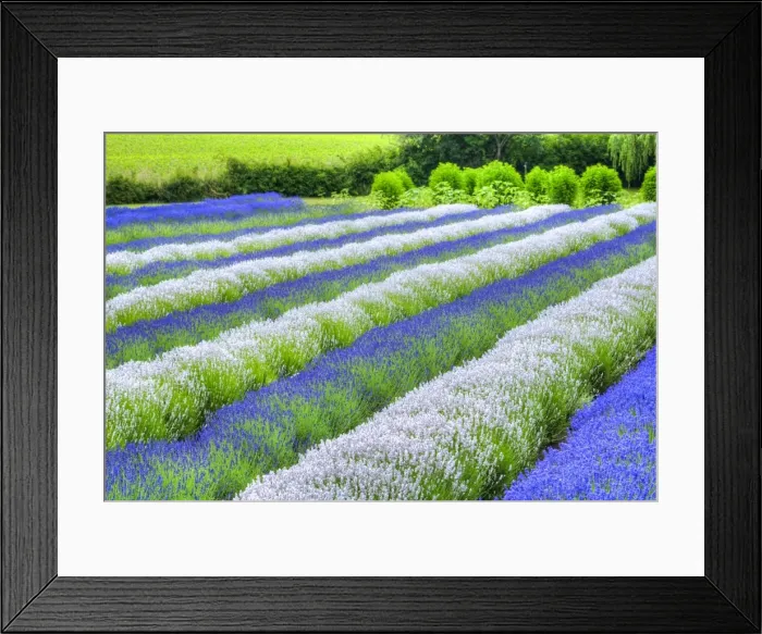 Framed Print : Growing white and blue lavender (Lavandula), Sequim, Olympic Peninsula, Washington Framed Print : Growing white and blue lavender (Lavandula), Sequim, Olympic Peninsula, Washington