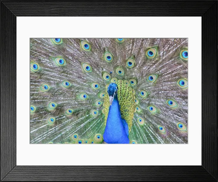 Framed Print : Peacock (Pavo Cristatus), Sequim, Olympic Peninsula, Washington, United States of America Framed Print : Peacock (Pavo Cristatus), Sequim, Olympic Peninsula, Washington, United States of America
