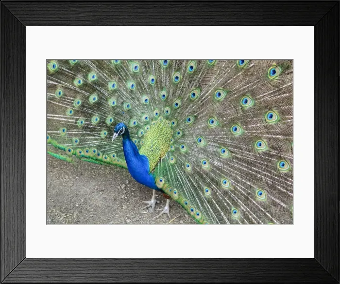 Framed Print : Peacock (Pavo Cristatus), Sequim, Olympic Peninsula, Washington, United States of America Framed Print : Peacock (Pavo Cristatus), Sequim, Olympic Peninsula, Washington, United States of America