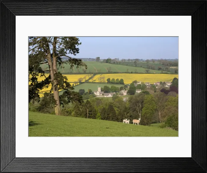 Framed Print : Oilseed rape fields and sheep above Cotswold village, Guiting Power, Cotswolds, Gloucestershire Framed Print : Oilseed rape fields and sheep above Cotswold village, Guiting Power, Cotswolds, Gloucestershire