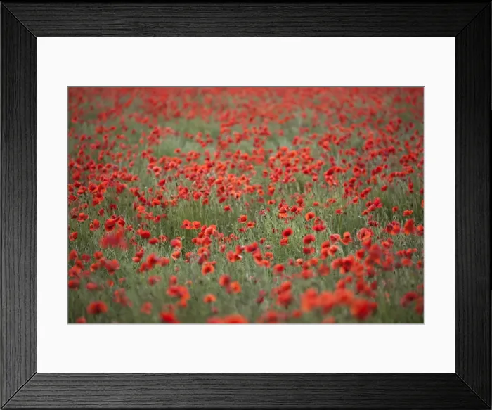 Framed Print : Field of red poppies, Chipping Campden, Cotswolds, Gloucestershire, England, United Kingdom Framed Print : Field of red poppies, Chipping Campden, Cotswolds, Gloucestershire, England, United Kingdom