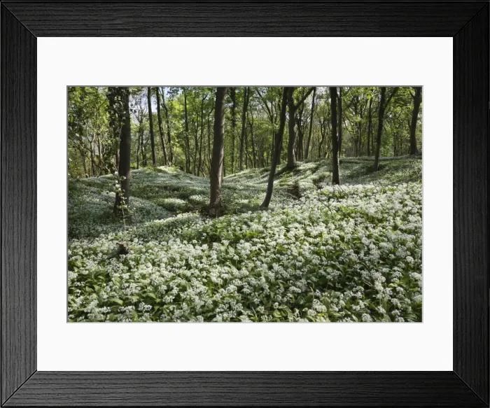 Framed Print : Wild garlic in deciduous woodland, near Chipping Campden, Cotswolds, Gloucestershire Framed Print : Wild garlic in deciduous woodland, near Chipping Campden, Cotswolds, Gloucestershire