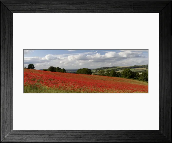 Framed Print : Field of red poppies, near Winchcombe, Cotswolds, Gloucestershire, England, United Kingdom