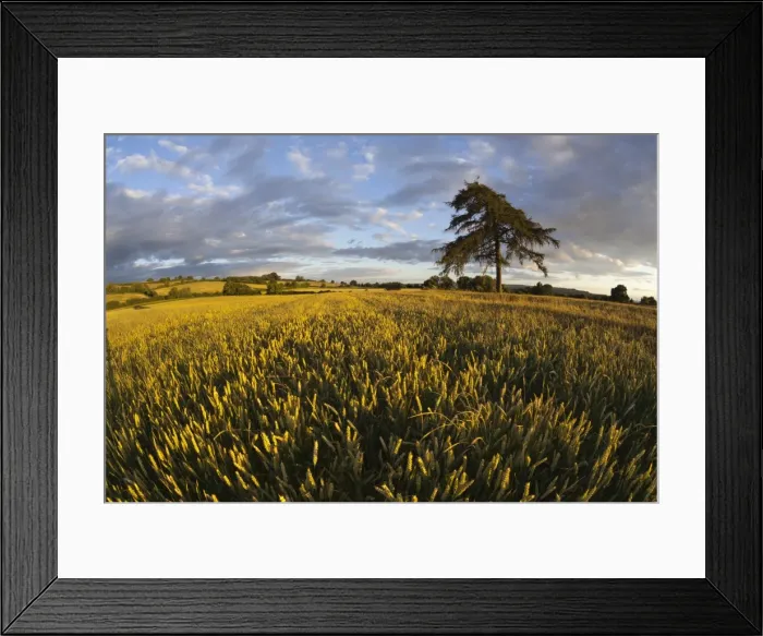 Framed Print : Wheat field and pine tree at sunset, near Chipping Campden, Cotswolds, Gloucestershire Framed Print : Wheat field and pine tree at sunset, near Chipping Campden, Cotswolds, Gloucestershire