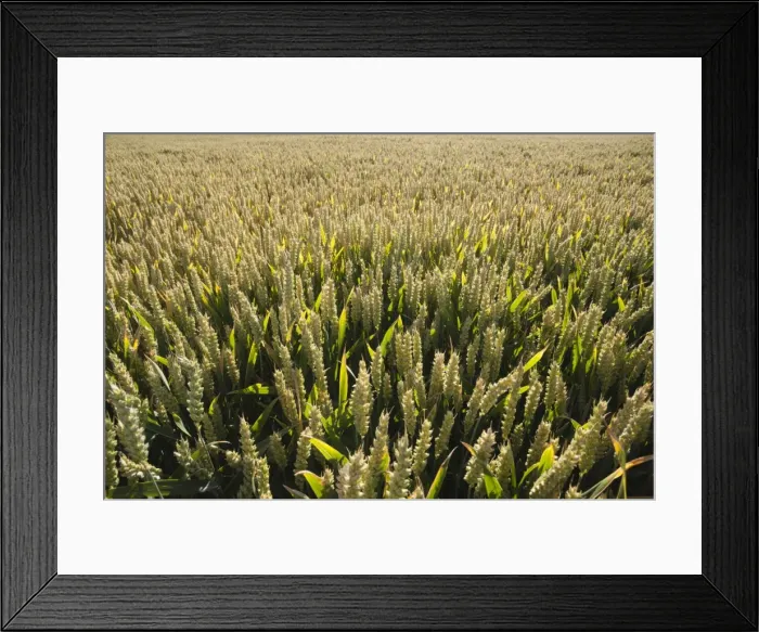 Framed Print : Wheat field, Chipping Campden, Cotswolds, Gloucestershire, England, United Kingdom Framed Print : Wheat field, Chipping Campden, Cotswolds, Gloucestershire, England, United Kingdom