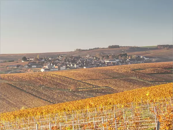 Autumn in the vineyards of Chablis, Burgundy, France, Europe