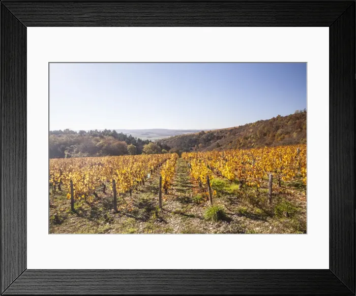 Framed Print : Autumn colour in the vineyards of Irancy, Yonne, Burgundy, France, Europe Framed Print : Autumn colour in the vineyards of Irancy, Yonne, Burgundy, France, Europe
