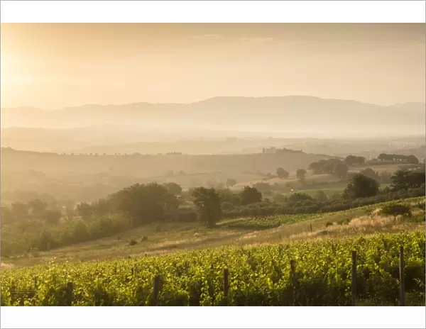 Vineyards near to Montefalco, Umbria, Ittaly, Europe