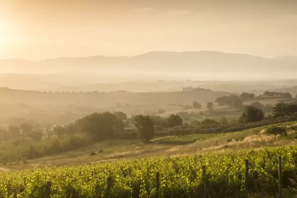 Vineyards near to Montefalco, Umbria, Ittaly, Europe