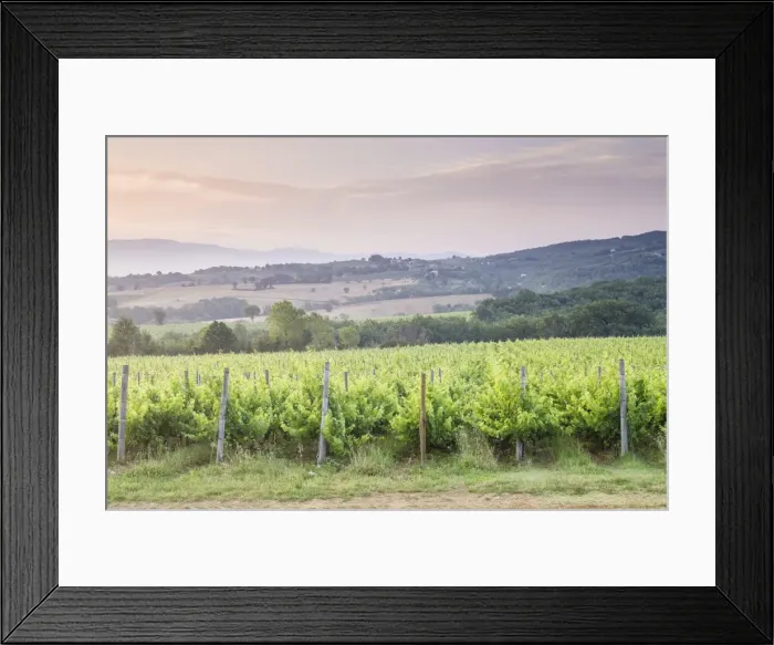Framed Print : Vineyards near to Montefalco, Umbria, Italy, Europe Framed Print : Vineyards near to Montefalco, Umbria, Italy, Europe