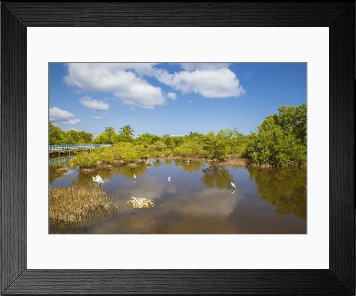 Framed Print : Egret in mangroves, Playa Pesquero, Holguin Province, Cuba, West Indies, Caribbean Framed Print : Egret in mangroves, Playa Pesquero, Holguin Province, Cuba, West Indies, Caribbean