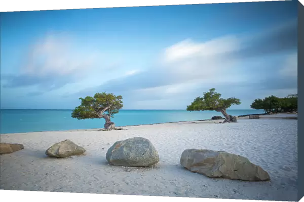 Divi Divi Trees on Eagle Beach, Aruba, Lesser Antilles, Netherlands Antilles, Caribbean