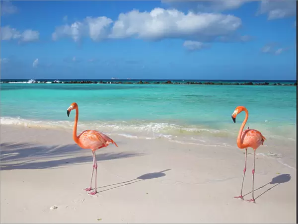 Flamingos on Flamingo beach, Renaissance Island, Oranjestad, Aruba, Lesser Antilles