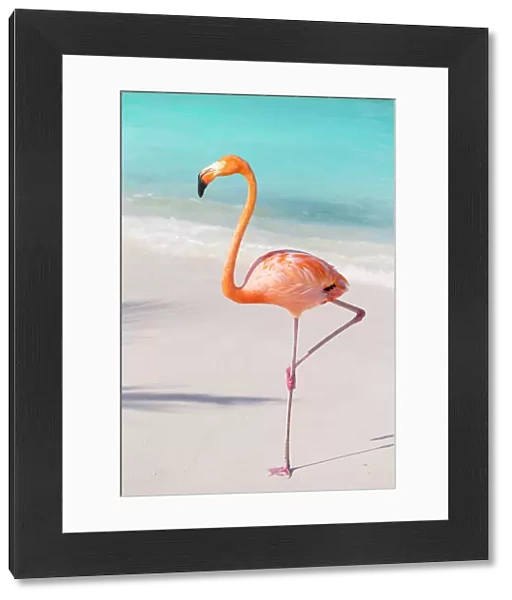 Flamingo on Flamingo beach, Renaissance Island, Oranjestad, Aruba, Lesser Antilles