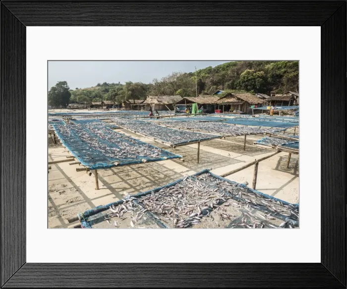 Framed Print : Fish drying in the fishing village at Tizit Beach, Dawei Peninsula, Tanintharyi Region Framed Print : Fish drying in the fishing village at Tizit Beach, Dawei Peninsula, Tanintharyi Region