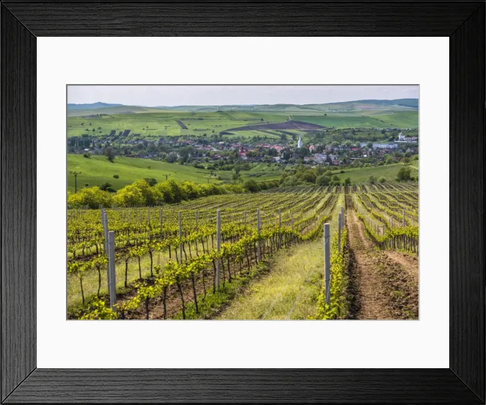 Framed Print : Vineyard landscape in Transylvania, near Brasov, Romania, Europe Framed Print : Vineyard landscape in Transylvania, near Brasov, Romania, Europe