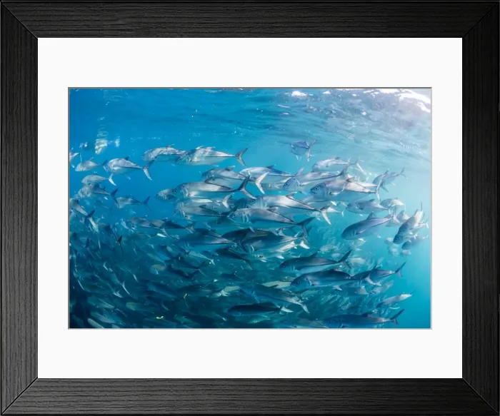 Framed Print : A large school of bigeye trevally (Caranx sexfasciatus) in deep water near Cabo Pulmo, Baja California Sur, Mexico, North America Framed Print : A large school of bigeye trevally (Caranx sexfasciatus) in deep water near Cabo Pulmo, Baja California Sur, Mexico, North America