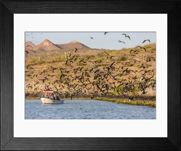 Framed Print : Magnificent frigatebirds (Fregata magnificens), San Gabriel Bay, Espiritu Santo Island Framed Print : Magnificent frigatebirds (Fregata magnificens), San Gabriel Bay, Espiritu Santo Island