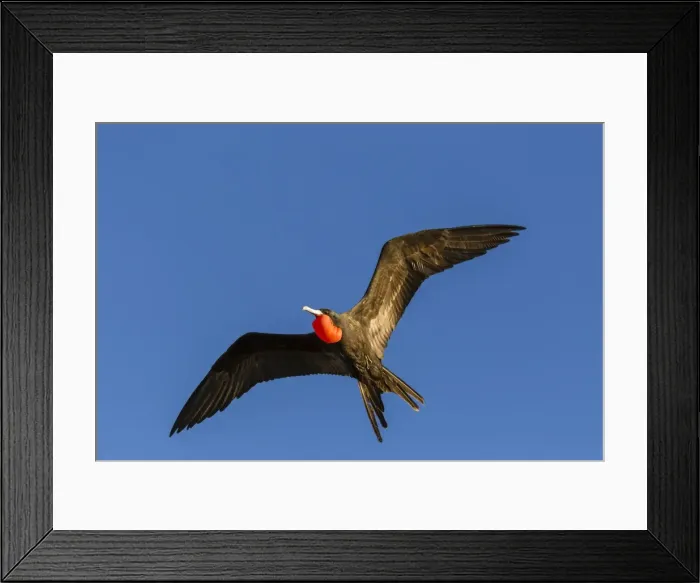 Framed Print : Adult male magnificent frigatebird (Fregata magnificens), San Gabriel Bay, Espiritu Santo Island Framed Print : Adult male magnificent frigatebird (Fregata magnificens), San Gabriel Bay, Espiritu Santo Island