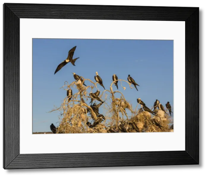 Framed Print : Magnificent frigatebirds (Fregata magnificens), San Gabriel Bay, Espiritu Santo Island Framed Print : Magnificent frigatebirds (Fregata magnificens), San Gabriel Bay, Espiritu Santo Island