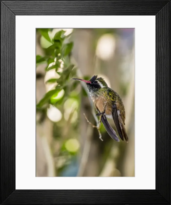 Framed Print : Adult male Xantuss hummingbird (Hylocharis xantusii), Todos Santos, Baja California Sur Framed Print : Adult male Xantuss hummingbird (Hylocharis xantusii), Todos Santos, Baja California Sur