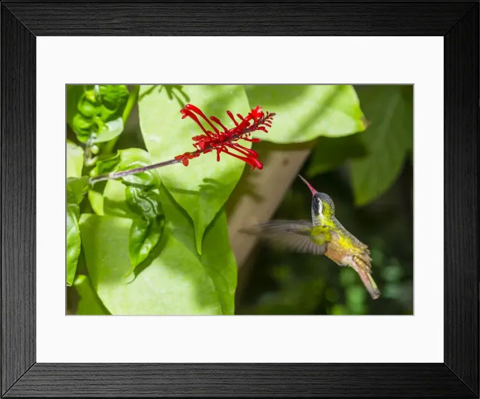 Framed Print : Adult male Xantuss hummingbird (Hylocharis xantusii), Todos Santos, Baja California Sur Framed Print : Adult male Xantuss hummingbird (Hylocharis xantusii), Todos Santos, Baja California Sur