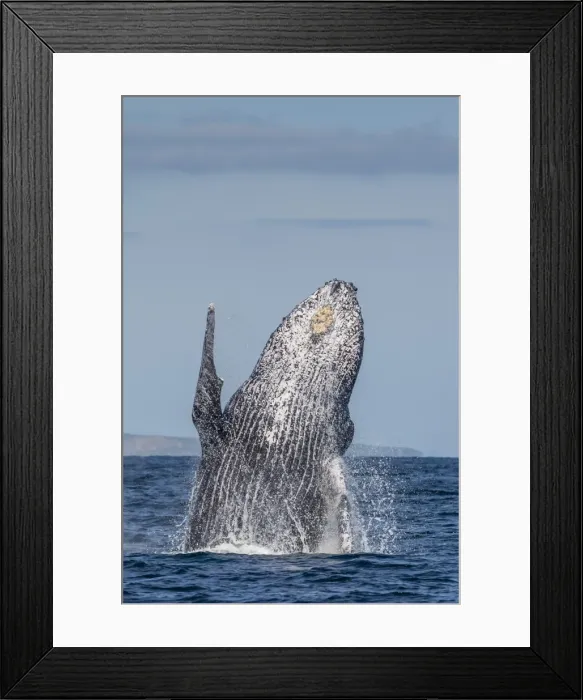 Framed Print : Adult humpback whale (Megaptera novaeangliae), breaching in the shallow waters of Cabo Pulmo Framed Print : Adult humpback whale (Megaptera novaeangliae), breaching in the shallow waters of Cabo Pulmo
