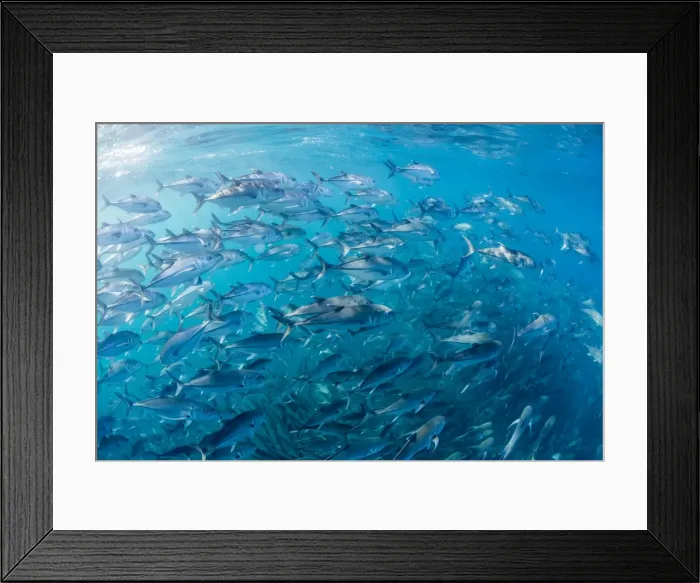 Framed Print : A large school of bigeye trevally (Caranx sexfasciatus) in deep water near Cabo Pulmo, Baja California Sur, Mexico, North America Framed Print : A large school of bigeye trevally (Caranx sexfasciatus) in deep water near Cabo Pulmo, Baja California Sur, Mexico, North America