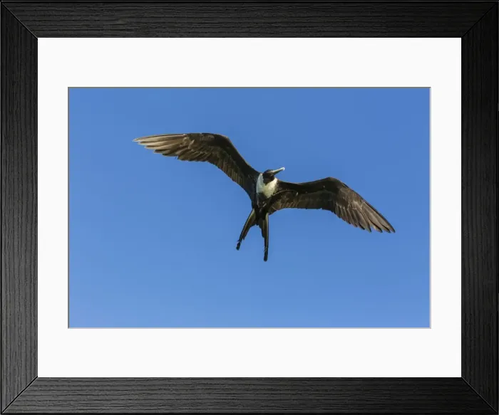 Framed Print : Adult female magnificent frigatebird (Fregata magnificens), San Gabriel Bay, Espiritu Santo Island Framed Print : Adult female magnificent frigatebird (Fregata magnificens), San Gabriel Bay, Espiritu Santo Island