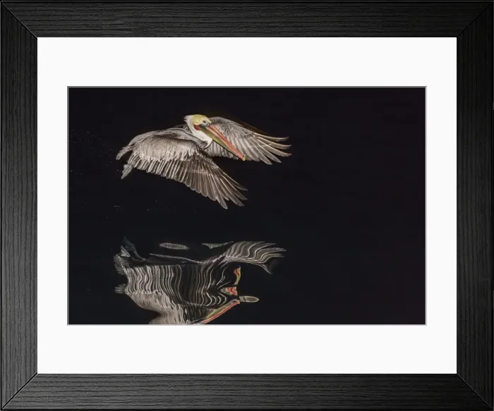 Framed Print : An adult brown pelican (Pelecanus occidentalis) at night near Isla Santa Catalina