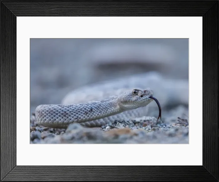 Framed Print : Ash colored morph of the endemic rattleless rattlesnake (Crotalus catalinensis) Framed Print : Ash colored morph of the endemic rattleless rattlesnake (Crotalus catalinensis)