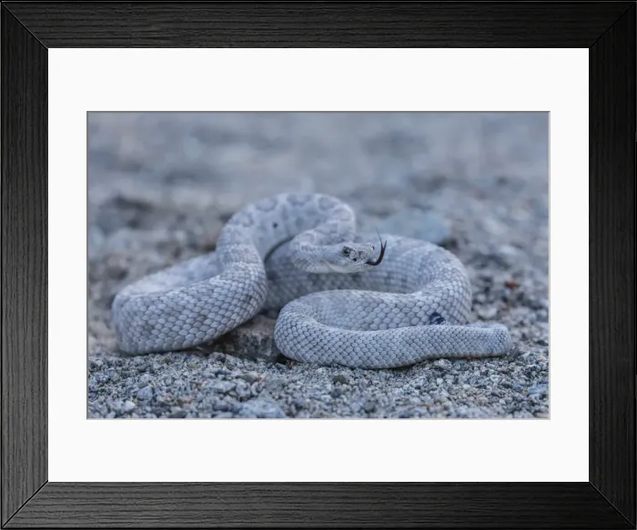Framed Print : Ash colored morph of the endemic rattleless rattlesnake (Crotalus catalinensis) Framed Print : Ash colored morph of the endemic rattleless rattlesnake (Crotalus catalinensis)