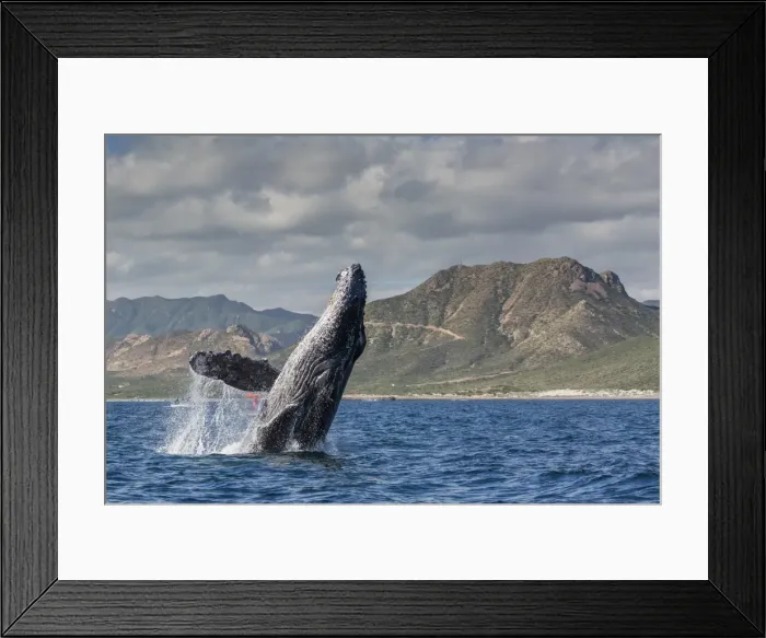 Framed Print : Adult humpback whale (Megaptera novaeangliae), breaching in the shallow waters of Cabo Pulmo Framed Print : Adult humpback whale (Megaptera novaeangliae), breaching in the shallow waters of Cabo Pulmo