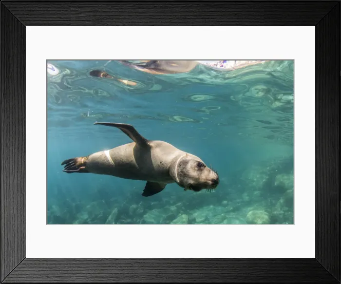 Framed Print : Curious California sea lion (Zalophus californianus) underwater at Los Islotes, Baja California Sur