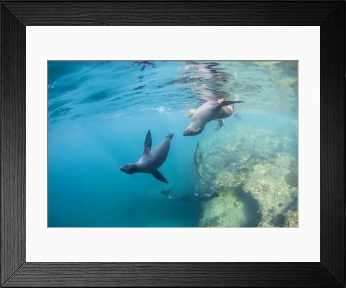 Framed Print : Curious California sea lion pups (Zalophus californianus), underwater at Los Islotes Framed Print : Curious California sea lion pups (Zalophus californianus), underwater at Los Islotes