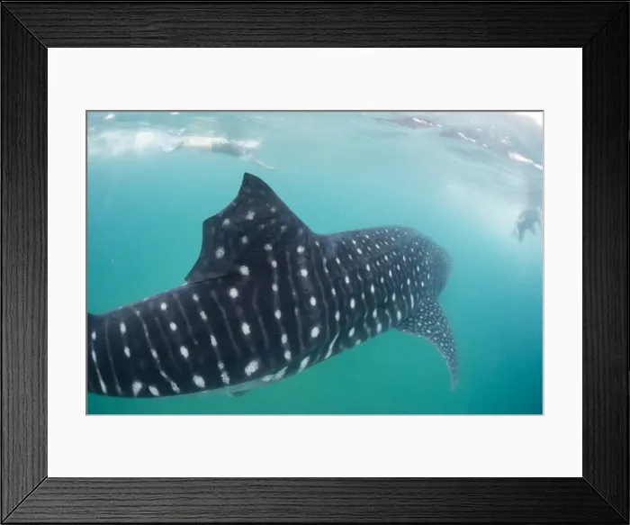 Framed Print : Whale shark (Rhincodon typus), underwater with snorkelers off El Mogote, near La Paz Framed Print : Whale shark (Rhincodon typus), underwater with snorkelers off El Mogote, near La Paz