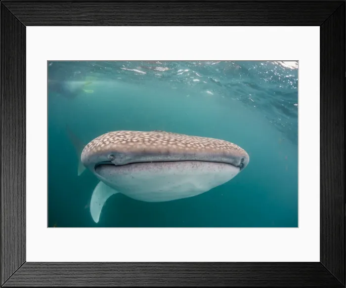 Framed Print : Whale shark (Rhincodon typus) filter feeding underwater off El Mogote, near La Paz Framed Print : Whale shark (Rhincodon typus) filter feeding underwater off El Mogote, near La Paz