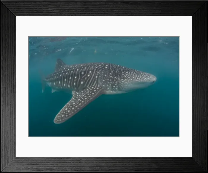 Framed Print : Whale shark (Rhincodon typus), filter feeding underwater off El Mogote, near La Paz Framed Print : Whale shark (Rhincodon typus), filter feeding underwater off El Mogote, near La Paz