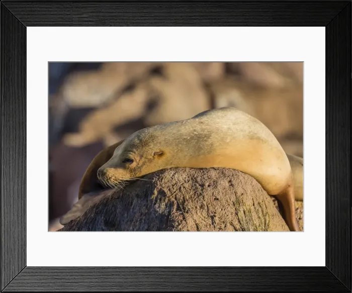 Framed Print : Adult female California sea lion (Zalophus californianus), at Los Islotes, Baja California Sur Framed Print : Adult female California sea lion (Zalophus californianus), at Los Islotes, Baja California Sur