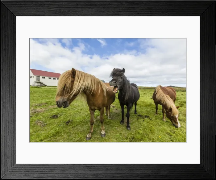Framed Print : Adult Icelandic horses (Equus ferus caballus), on a farm on the Snaefellsnes Peninsula Framed Print : Adult Icelandic horses (Equus ferus caballus), on a farm on the Snaefellsnes Peninsula
