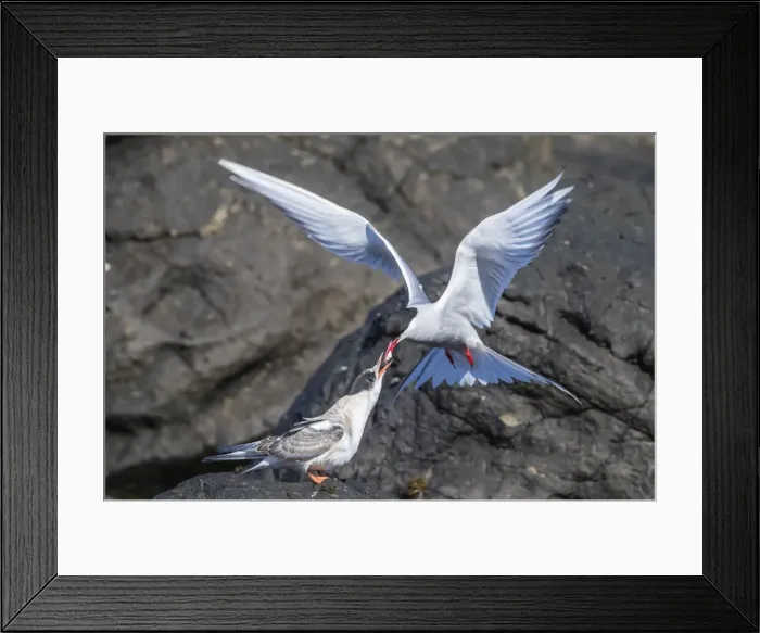 Framed Print : Adult Arctic tern (Sterna paradisaea) returning from the sea with fish for its chick Framed Print : Adult Arctic tern (Sterna paradisaea) returning from the sea with fish for its chick