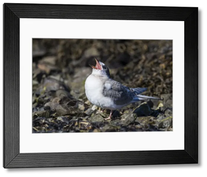 Framed Print : Arctic tern chick (Sterna paradisaea), calling for food from its parent on Flatey Island Framed Print : Arctic tern chick (Sterna paradisaea), calling for food from its parent on Flatey Island