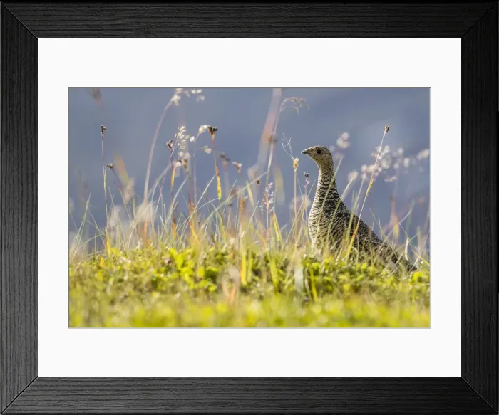 Framed Print : An adult female willow ptarmigan (Lagopus lagopus) in summer plumage on the Snaefellsnes Peninsula